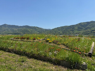 花壇と山の風景
