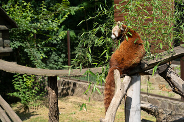 A red panda among the branches