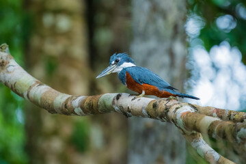 he Ringed Kingfisher (Megaceryle torquata) is a striking large kingfisher found across Central and South America. It is easily identifiable by its prominent rusty-red (rufous) underside.