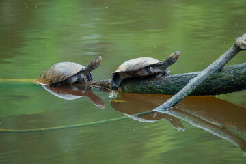 Obraz premium Arrau Turtles, partially submerged in murky green water. They are resting side-by-side on a mossy log or branch that extends into the water. 
