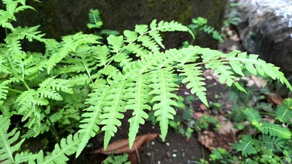 Wild Sensitive Fern (Onoclea sensibilis) Foliage Growing in Forest, Summer Fern Leaves Wallpaper Background