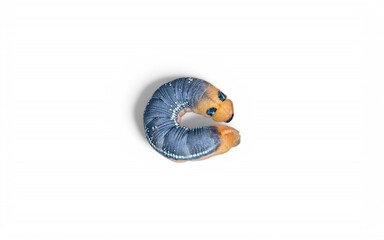 A caterpillar with a blue body and yellow head is curled on a white background.