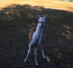 Obraz premium Curious Baby Llama Looking at Camera, Young Llama Standing in Paddock, Cute Cria Portrait