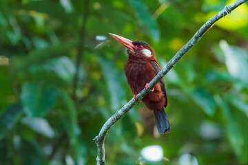 White-eared Jacamar (Galbalcyrhynchus leucotis) perched on a branch, set against a softly blurred green background of lush foliage.