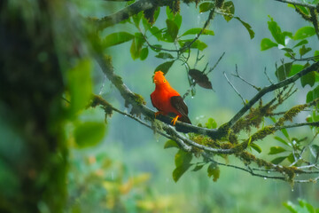Andean Cock-of-the-rock (Rupicola peruvianus), a vibrant orange bird with black wings, perched on a moss-covered branch. 