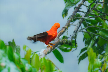 Andean Cock-of-the-rock (Rupicola peruvianus), a vibrant orange bird with black wings, perched on a moss-covered branch. 