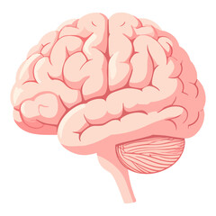 A digital illustration of a human brain featuring prominent folds and the cerebellum The artwork uses a limited color palette