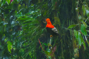 Andean Cock-of-the-rock (Rupicola peruvianus), a vibrant orange bird with black wings, perched on a moss-covered branch. 