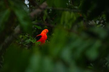 Andean Cock-of-the-rock (Rupicola peruvianus), a vibrant orange bird with black wings, perched on a moss-covered branch. 