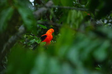 Andean Cock-of-the-rock (Rupicola peruvianus), a vibrant orange bird with black wings, perched on a moss-covered branch. 