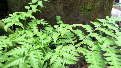 Closeup of Wild Sensitive Fern Leaves (Onoclea sensibilis) in Woodland Forest, Green Nature Background