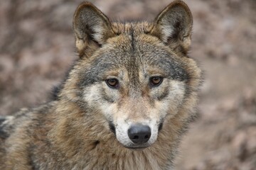 Captivating close-up portrait of a wolf. The animal has striking amber-colored eyes that meet the viewer's gaze, conveying an intense and intelligent expression. 