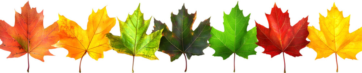 Fototapeta premium Progression of Autumn: Capturing the Vibrant Transformation of Maple Leaves