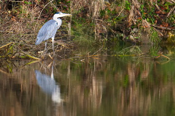 Graureiher bei  der Jagd an der Spree