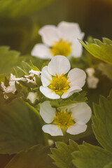 Strawberry flowers with green leaves. Close-up, blurred background. Sunny May day.