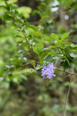 lilac flowers in the garden