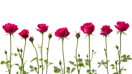 Obraz premium Beautiful arrangement of crimson roses, gracefully standing against a stark black backdrop