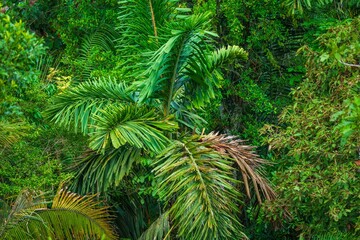 Vibrant and dense tropical rainforest canopy, characteristic of the Amazon region in Ecuador. The majority of the lush foliage is a rich, deep green, forming an undulating canopy.