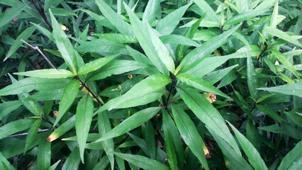 Medicinal Plant Justicia gendarussa has health benefits, Commonly known as Justicia or Gendarussa is a small branched shrub belonging to acanthaceae (Acanthus Family).