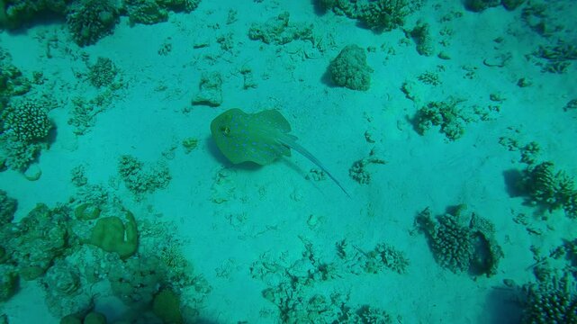 Top view of a Blue spotted Stingray swimming over a sandy seabed among corals. Bluespotted Ribbontail Ray, Taeniura lymma, swim above the seabed with tabular coral