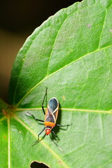 Cotton stainer bugs on and beneath the leaf
