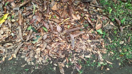 Explore the natural texture of dry and dead leaves piled on the ground, a classic scene of autumn...