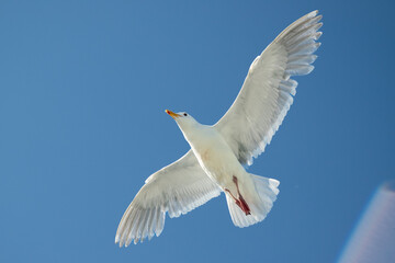 A white seagull in flight with wings spread far apart taken from below with a solar flare in the lower right corner of the frame. Taken in Seattle, Washington on a ferry.