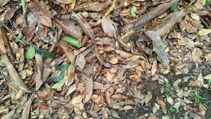 The natural texture of the ground is obscured by a thick layer of dry, dead brown leaves, a common...