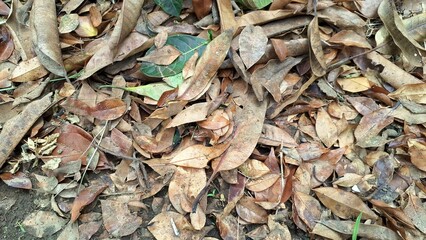 A thick layer of dry fallen leaves creates a natural ground cover and texture, with brown autumn hues scattered across the forest floor