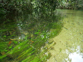 Crystal-clear brackish water blending freshwater and seawater beautifully.