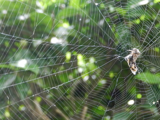 蜘蛛の巣