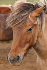 Fototapeta premium Icelandic brown horse head detail. Vatnsnes Peninsula. Iceland