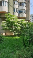 city, summer, greenery, trees, flowers, leaves, grass, sunny day