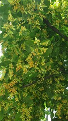city, summer, greenery, trees, flowers, leaves, grass, sunny day