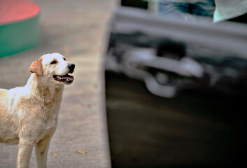 Macau - My Dog and me
