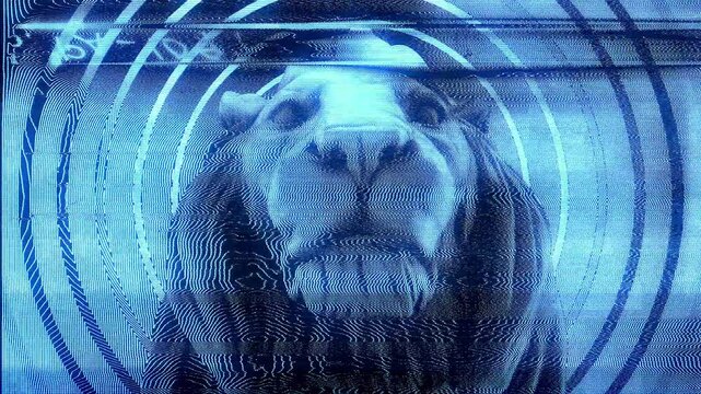 Close in on the head of a Lion with a distorted modulation effect.