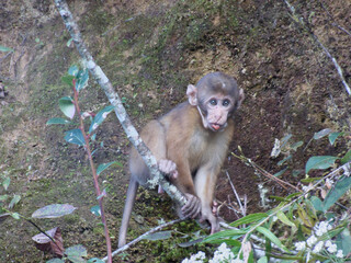 baby monkey in the forest
