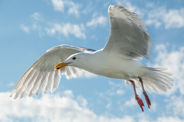 Close up shot of a seagull flying in the sky with light clouds in the background from a low angle. Details on the feathers in the wings, eyes, and beak, and legs. Shot in Seattle, Washington.
