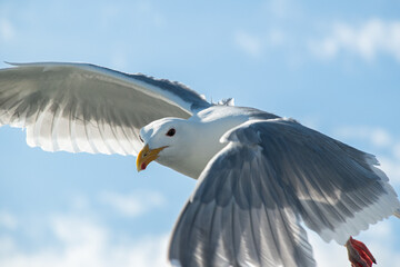 Close up shot of a seagull flying in the sky with light clouds in the background, details on the feathers in the wings, eyes, and beak. Shot in Seattle, Washington.