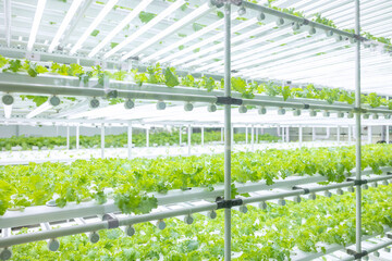 Indoor vegetable farm, Organic green oak salad planting at room with lighting ecosystem control