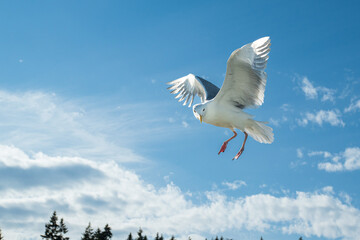 Wide angle shot of a seagull with his wings upturned and outstretched opposite to clouds in the sky. He makes a face that almost resembles a snowy owl. Shot in Seattle, Washington.