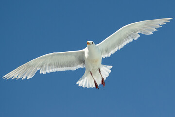 Low angle shot of a seagull against a clear, blue sky with its wings outstretched in a diagonal shape. Shot in Seattle, Washington.