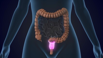 The Rectum is a section of the large intestine