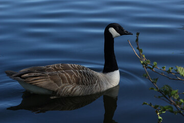 Canada Goose, Branta canadensis, swimming on the blue water