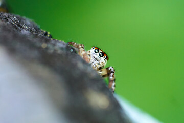 Jumping spider