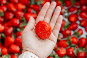 Fresh Strawberry Held in Hand Against Red Background