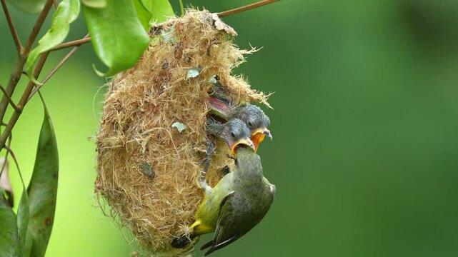 Orange-bellied Flowerpecker, likely a female given the less vibrant plumage, feeding its chicks inside a hanging, pear-shaped nest