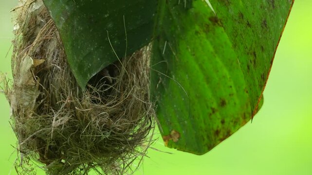 Little Spiderhunter's nest, ingeniously constructed and hanging from the underside of a large green leaf, likely a banana leaf, for concealment and protection in tropical environment