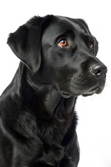 Fototapeta premium black labrador retriever isolated on white