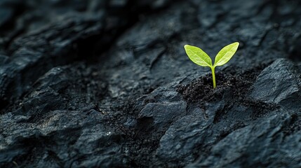 Small Green Sprout Emerging from Dark Soil for Gardening, Nature, and New Beginnings Concepts